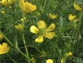 Ranunculus bulbosus in bloom Royalty Free Stock Photo