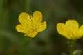 Ranunculus bulbosus in bloom Royalty Free Stock Photo