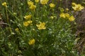 Ranunculus bulbosus in bloom