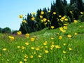 Ranunculus bulbosus Common Meadow Flower Royalty Free Stock Photo