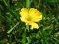 Ranunculus bulbosus Common Meadow Flower Royalty Free Stock Photo