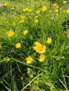 Ranunculus Ã¡cris is a herbaceous plant, type species of the genus Buttercup