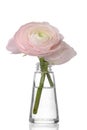 Ranunculus Royalty Free Stock Photo