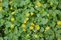 Ranunculus ficaria blooms in the wild Royalty Free Stock Photo