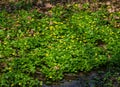 Ranunculus ficaria flowers