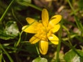 close up of yellow growing spring pretty flower floor green grass - Ranunculus ficaria L. - Lesser Celandine Royalty Free Stock Photo