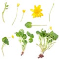 Ranunculus ficaria (Lesser celandine) Royalty Free Stock Photo