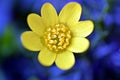 Ranunculus ficaria, lesser celandine Royalty Free Stock Photo