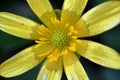 Ranunculus ficaria, lesser celandine Royalty Free Stock Photo