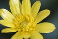 Ranunculus ficaria lesser celandine pilewort buttercup yellow flower of good size that grows in very humid places Royalty Free Stock Photo