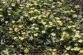 Ranunculus ficaria `Salmon`s White`