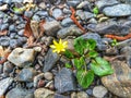 Ranunculus ficaria. Stone flower. Spring flowers.