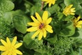 Ranunculus ficaria