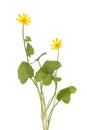 Ranunculus ficaria