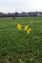 Lesser spearwort