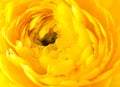 Ranunculus flower background Royalty Free Stock Photo