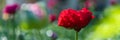 Ranunculus flower banner. Beautiful red single Persian buttercup, Ranunculus asiaticus. Spring flowers. Royalty Free Stock Photo