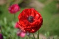 Ranunculus Flower