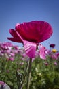 Ranunculus flower Royalty Free Stock Photo