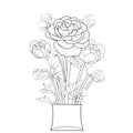 Ranunculus flower drawing hand draw flower vase illustration, vector sketch, decorative pencil art, a bouquet of floral Royalty Free Stock Photo