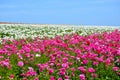 Ranunculus Flower Field Royalty Free Stock Photo