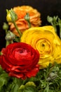 Ranunculus flower Royalty Free Stock Photo