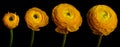 Ranunculus Flower Series Royalty Free Stock Photo