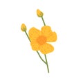 Ranunculus flower. Wild buttercups with blossomed blooms and unblown buds. Spearworts floral plant. Beautiful