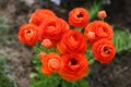 Ranunculus flowers Royalty Free Stock Photo