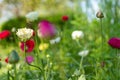 Ranunculus flowers background. Garden bed full of beautiful single Persian buttercups, Ranunculus asiaticus. Royalty Free Stock Photo