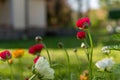 Ranunculus flowers background. Garden bed full of beautiful single Persian buttercups, Ranunculus asiaticus. Royalty Free Stock Photo