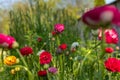 Ranunculus flowers background. Garden bed full of beautiful single Persian buttercups, Ranunculus asiaticus. Royalty Free Stock Photo