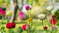 Ranunculus flowers background. Garden bed full of beautiful single Persian buttercups, Ranunculus asiaticus. Royalty Free Stock Photo