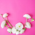 Ranunculus flowers and buds. Floral pattern made of white flowers on pink background. Flat lay, top view. Royalty Free Stock Photo