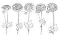 Vector set with outline Ranunculus or Buttercup flower, ornate leaf and bud in black isolated on white background.