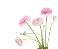 Ranunculus Royalty Free Stock Photo