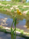 Ranunculus Lingua Royalty Free Stock Photo