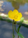 Ranunculus Lingua Royalty Free Stock Photo