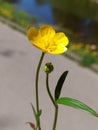 Ranunculus Lingua Royalty Free Stock Photo