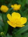 Ranunculus Lingua Royalty Free Stock Photo