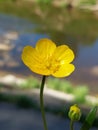 Ranunculus Lingua Royalty Free Stock Photo