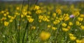 ranunculus meadow, Ranunculus acris meadow buttercup, tall buttercup