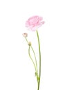 Ranunculus of pale pink color isolated on white background. Persian Buttercup