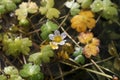 Ranunculus penicillatus - Wild plant shot in the spring Royalty Free Stock Photo
