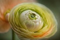 Ranunculus (persian buttercup) close-up