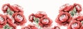 Ranunculus persian buttercups, isolated ,watercolor illustration