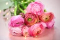 Ranunculus on a pink background Royalty Free Stock Photo