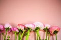 Ranunculus in pink in a row, background Royalty Free Stock Photo