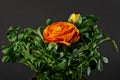 Ranunculus Pleniflora Royalty Free Stock Photo