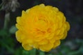 Ranunculus Pon Pon Luna Yellow, Persian buttercup flowers Royalty Free Stock Photo